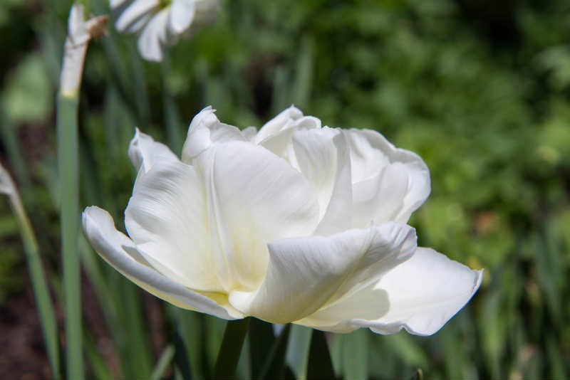bulbo tulipan blanco