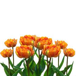 tulipan naranja